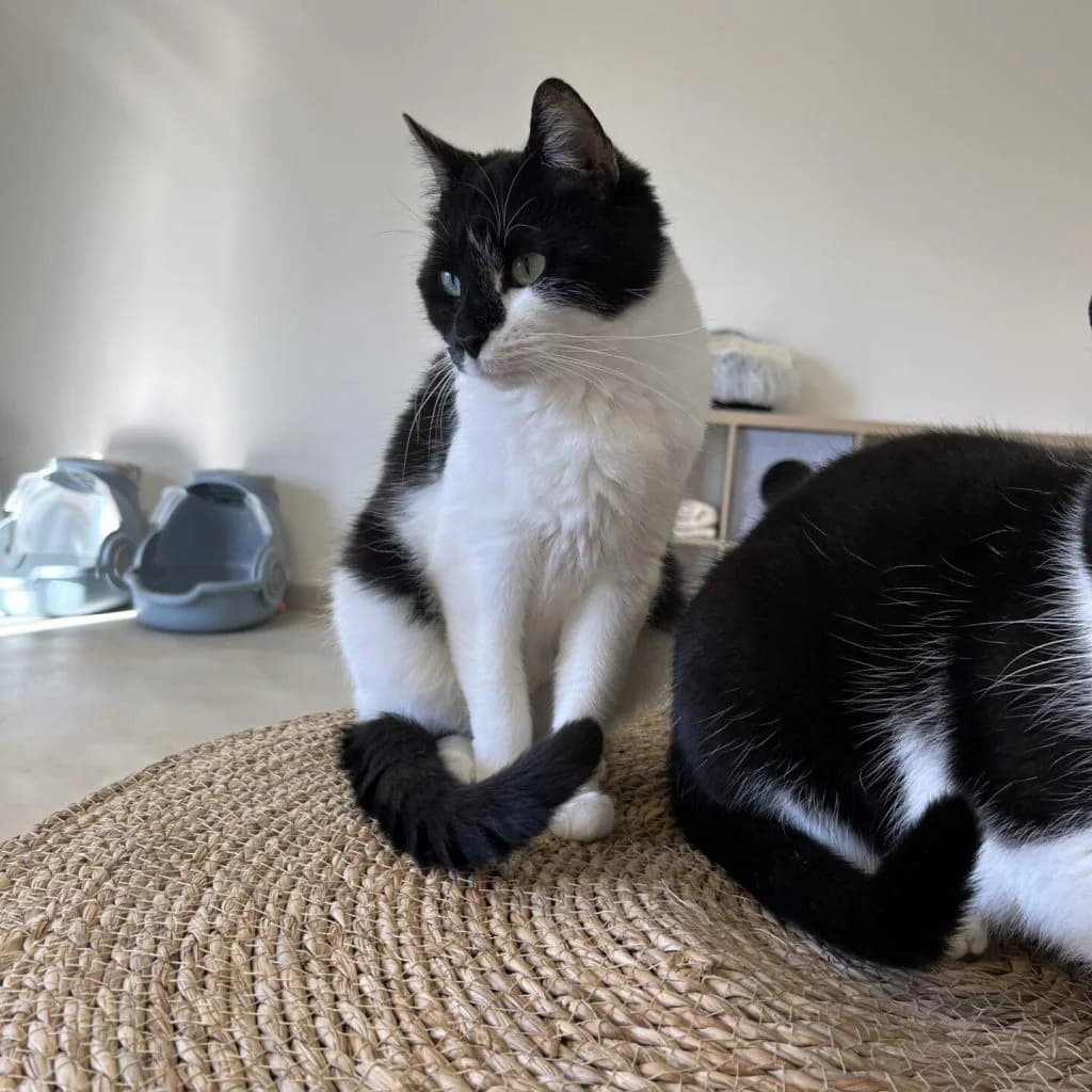 JANIS, female Mixed Breed for adoption at Refuge Saint Roch (Valence), Valence — photo 2 of 11