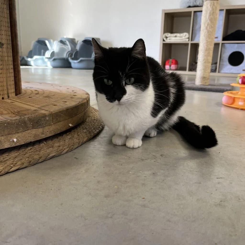 JANIS, female Mixed Breed for adoption at Refuge Saint Roch (Valence), Valence — photo 3 of 11