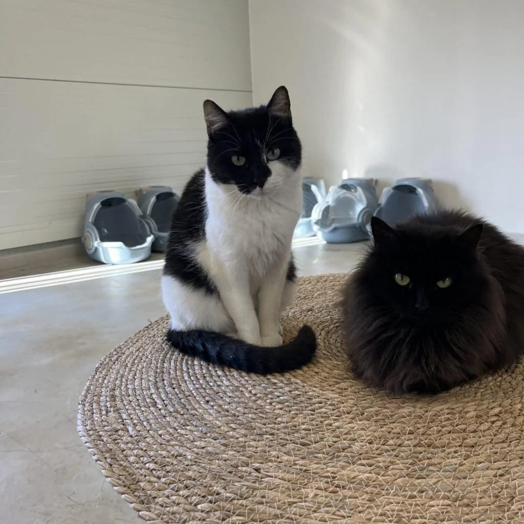 JANIS, female Mixed Breed for adoption at Refuge Saint Roch (Valence), Valence — photo 4 of 11