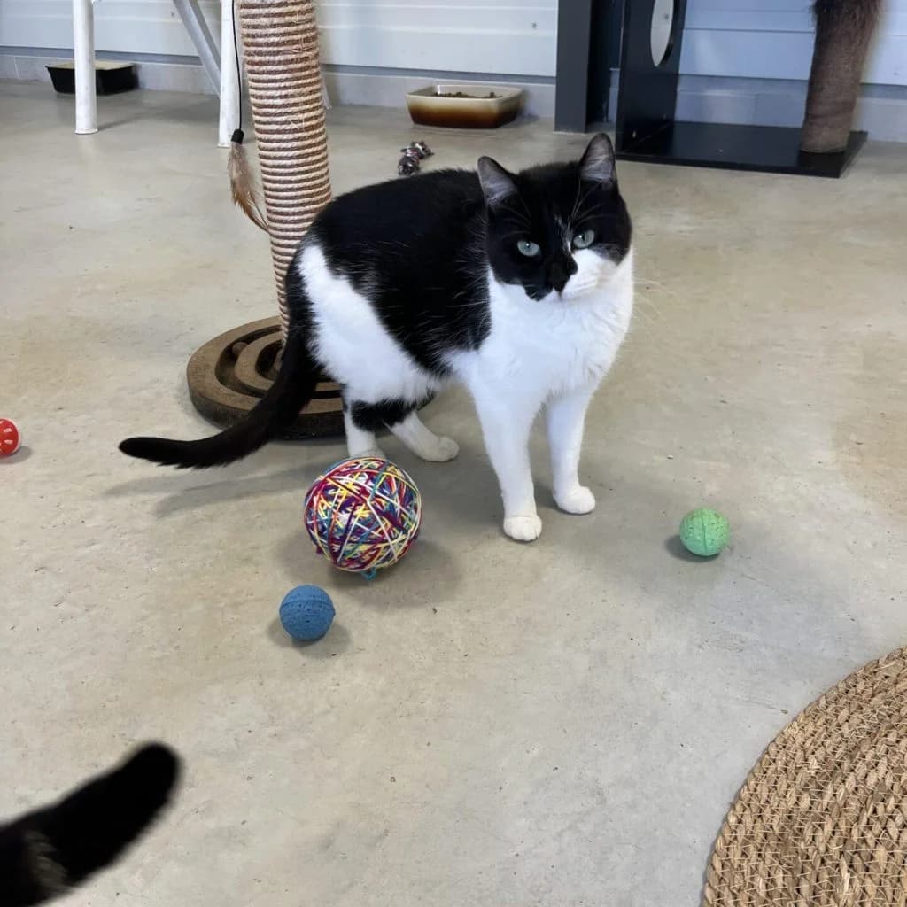 JANIS, female Mixed Breed for adoption at Refuge Saint Roch (Valence), Valence — photo 5 of 11