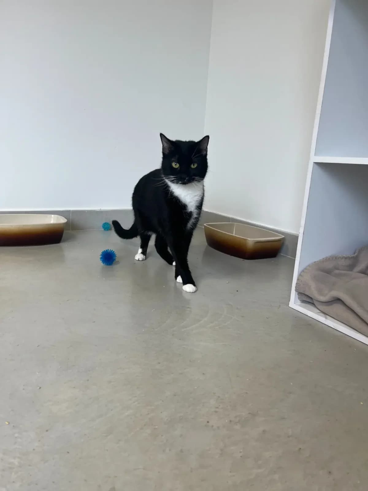 PALLINI, male Mixed Breed for adoption at Refuge Saint Roch (Valence), Valence