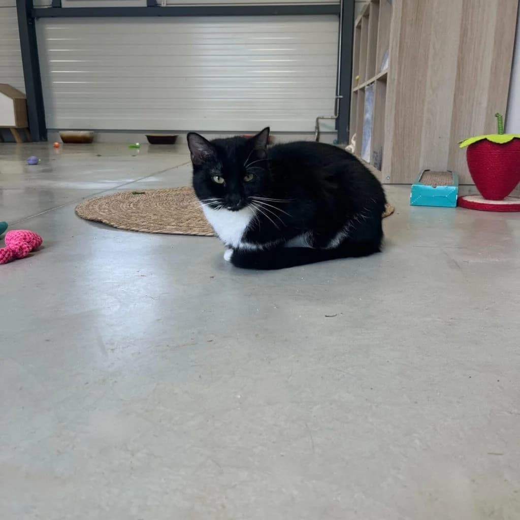 PALLINI, male Mixed Breed for adoption at Refuge Saint Roch (Valence), Valence — photo 2 of 9