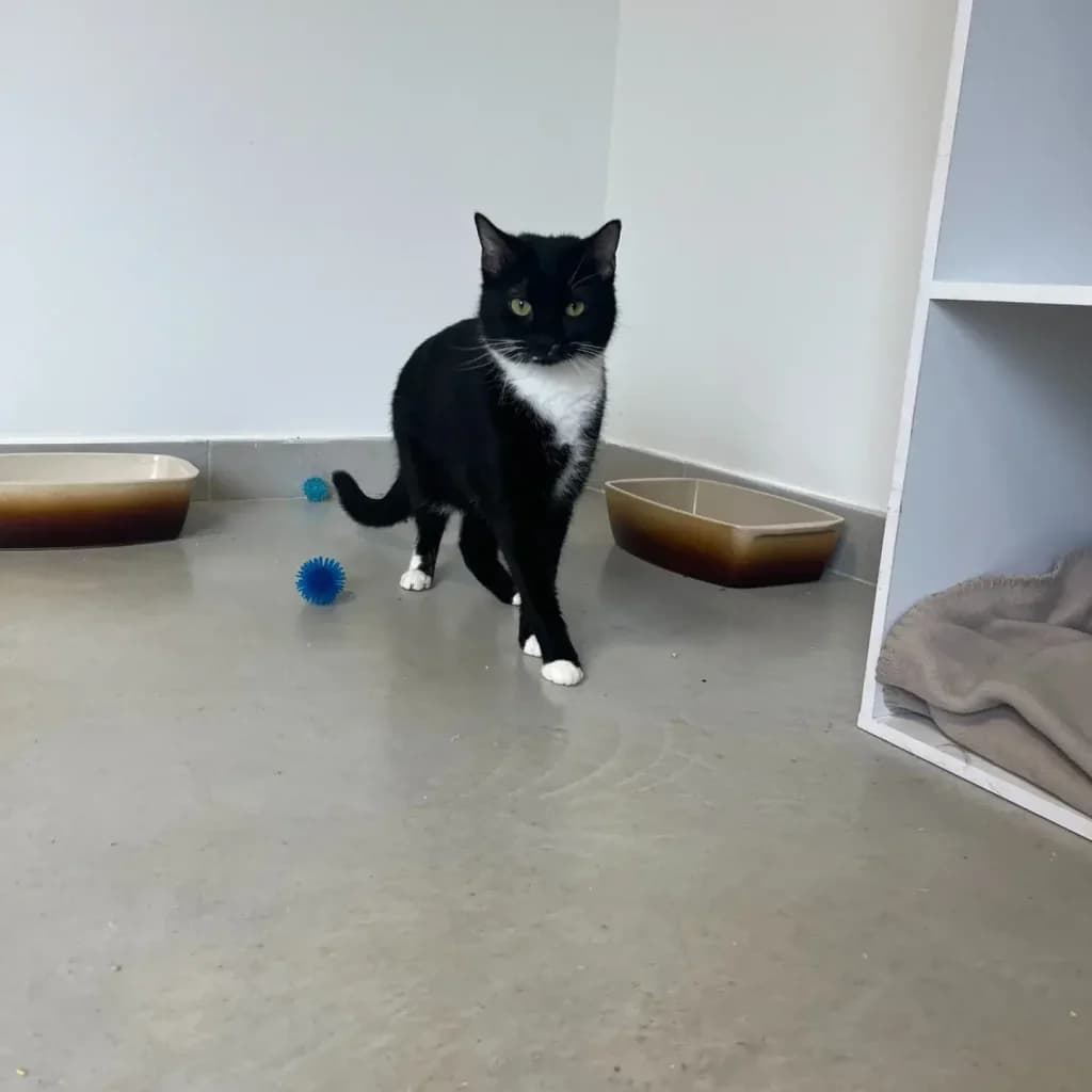 PALLINI, male Mixed Breed for adoption at Refuge Saint Roch (Valence), Valence — photo 3 of 9