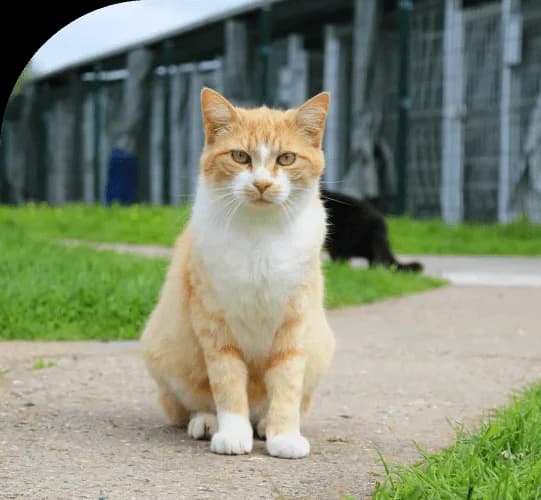 PALLINI, male Mixed Breed for adoption at Refuge Saint Roch (Valence), Valence — photo 8 of 9