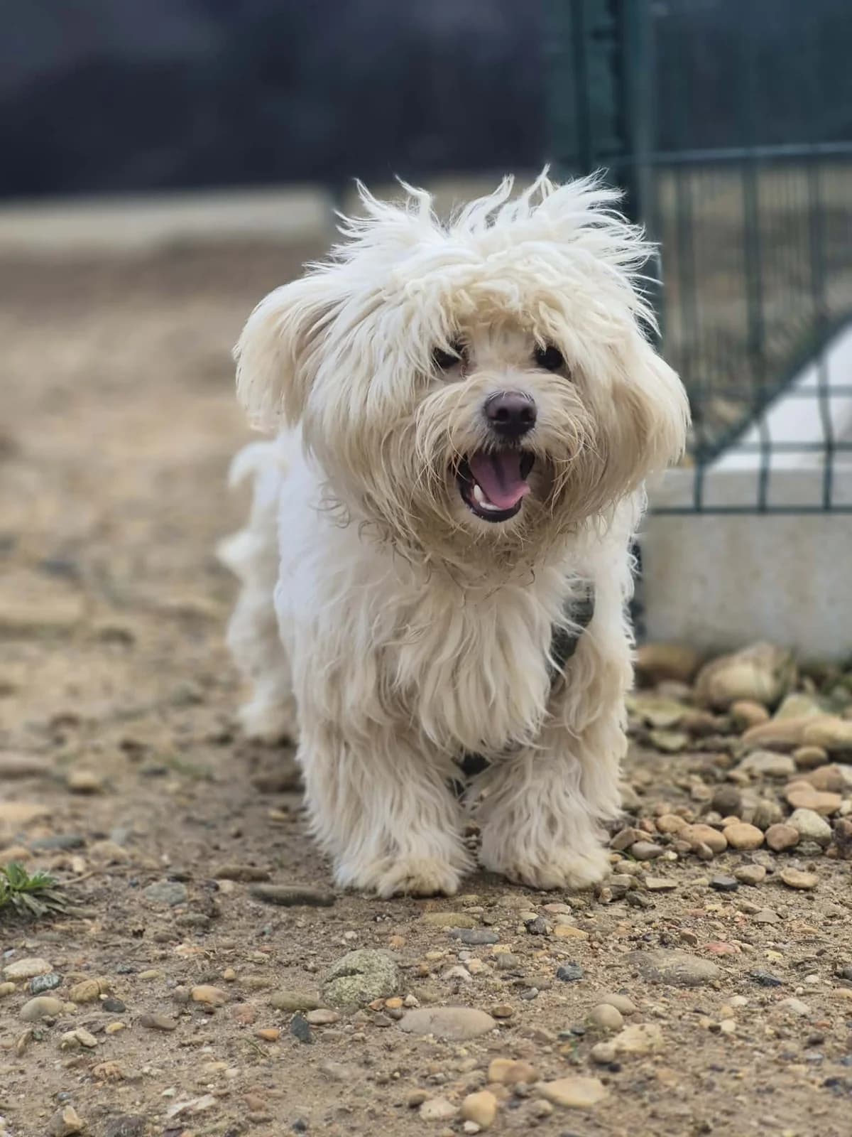 FLOCON, male Bichon Frisé for adoption at Refuge Saint Roch (Valence), Valence