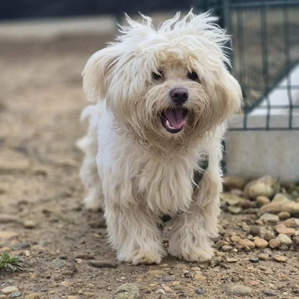 FLOCON, male Bichon Frisé for adoption at Refuge Saint Roch (Valence), Valence — photo 2 of 11