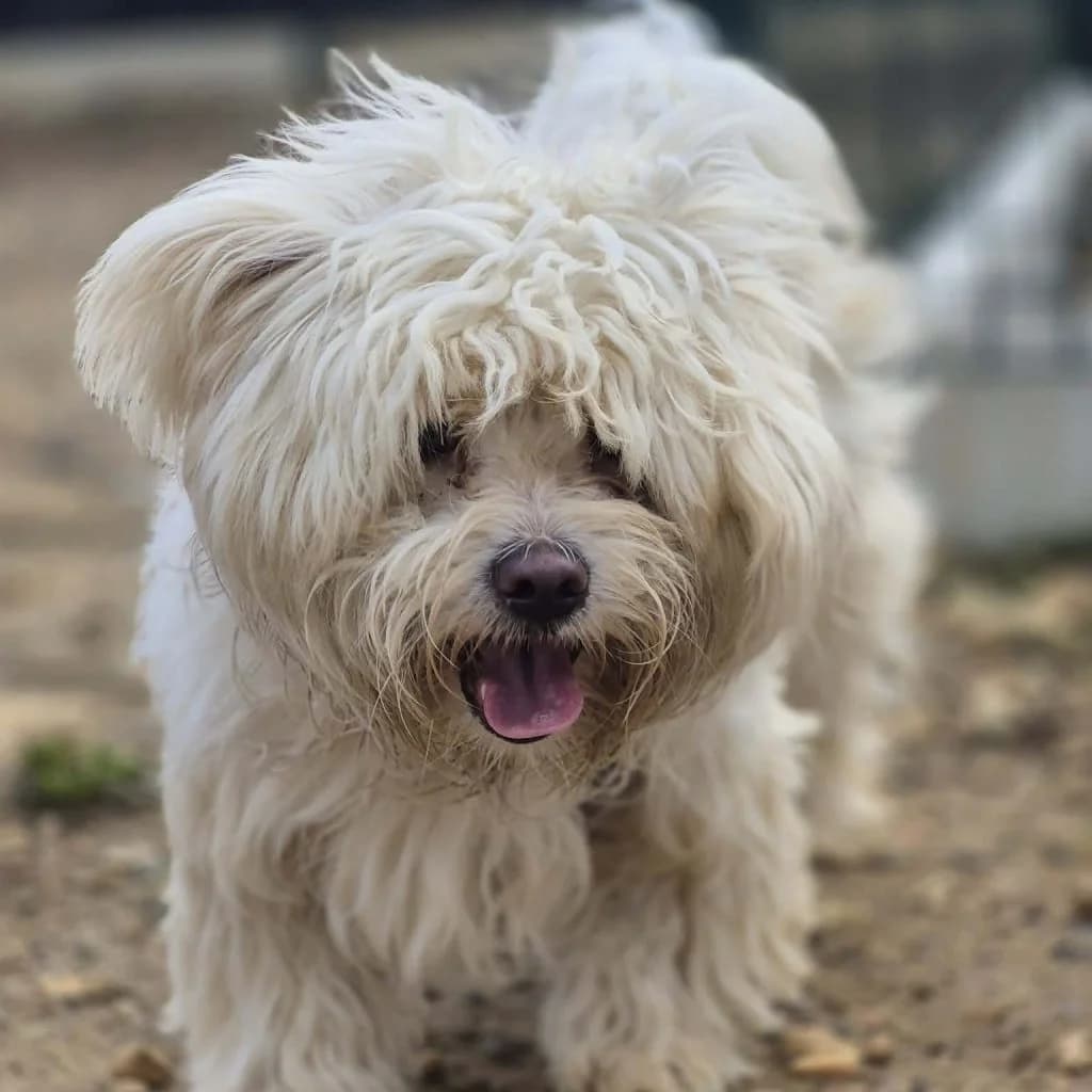 FLOCON, male Bichon Frisé for adoption at Refuge Saint Roch (Valence), Valence — photo 3 of 11