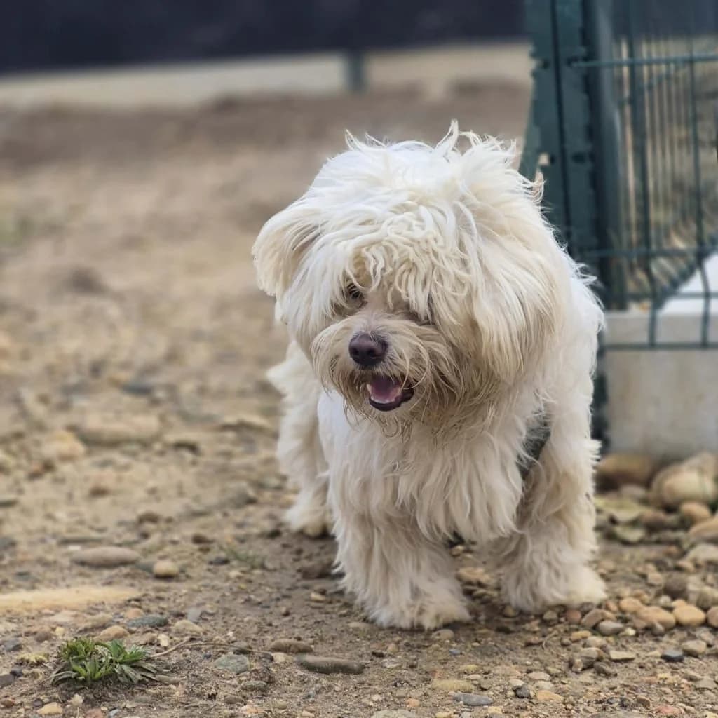 FLOCON, male Bichon Frisé for adoption at Refuge Saint Roch (Valence), Valence — photo 4 of 11