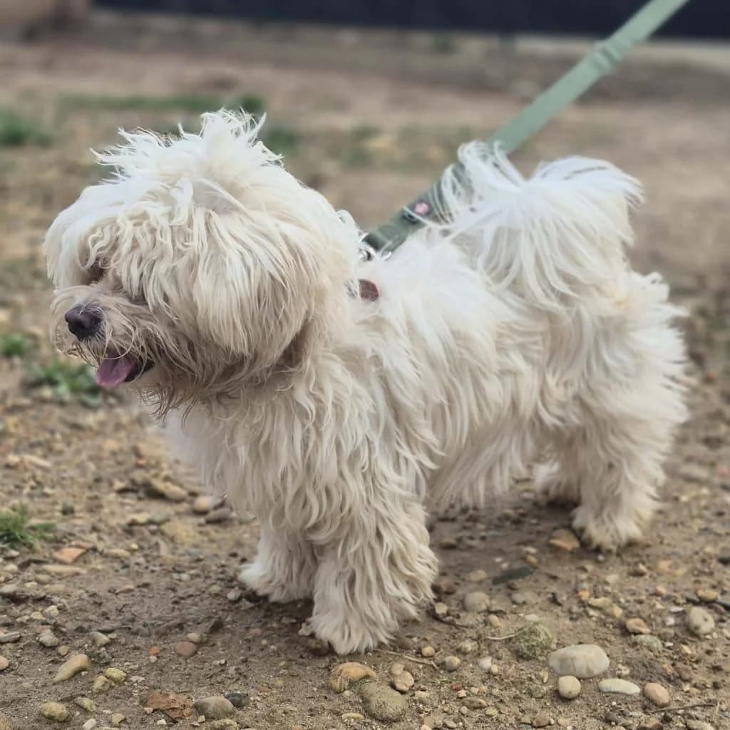 FLOCON, male Bichon Frisé for adoption at Refuge Saint Roch (Valence), Valence — photo 5 of 11