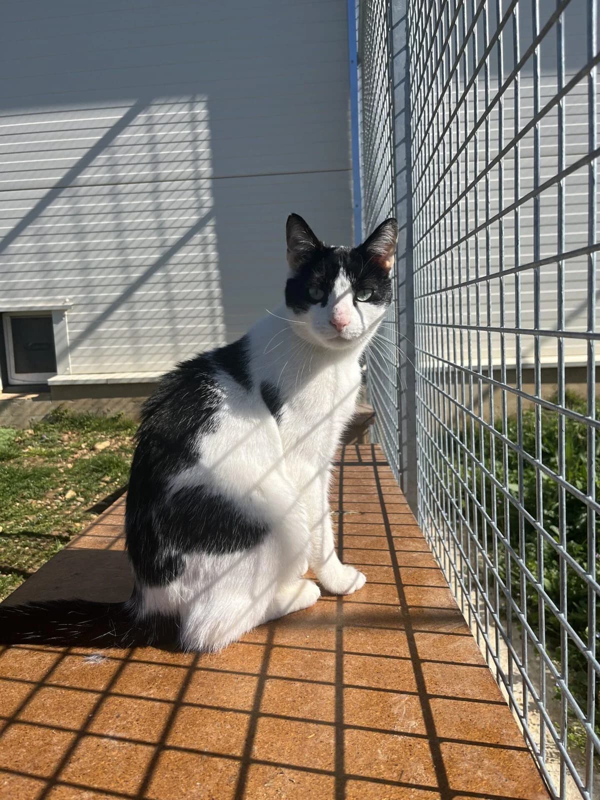 YOGI, male Mixed Breed for adoption at Refuge Saint Roch (Valence), Valence