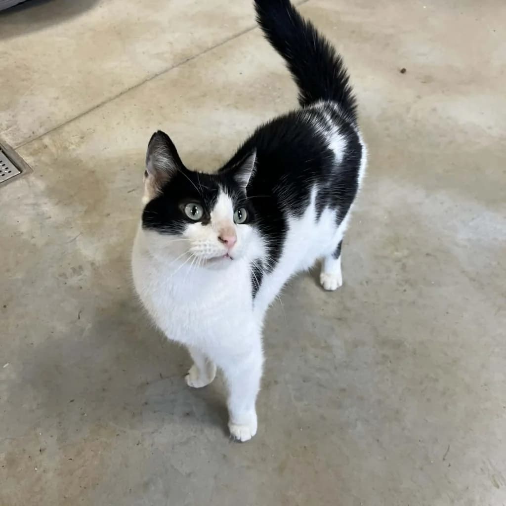 YOGI, male Mixed Breed for adoption at Refuge Saint Roch (Valence), Valence — photo 2 of 12