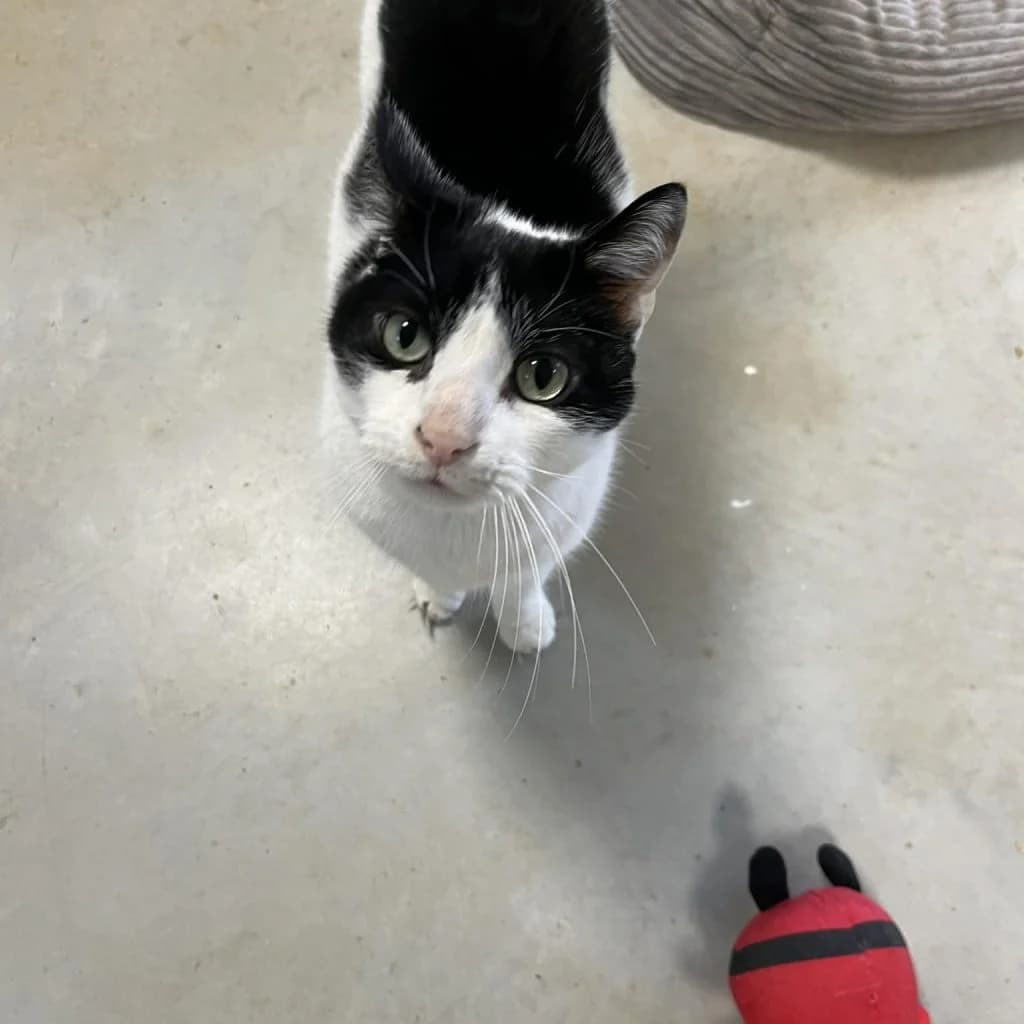 YOGI, male Mixed Breed for adoption at Refuge Saint Roch (Valence), Valence — photo 3 of 12