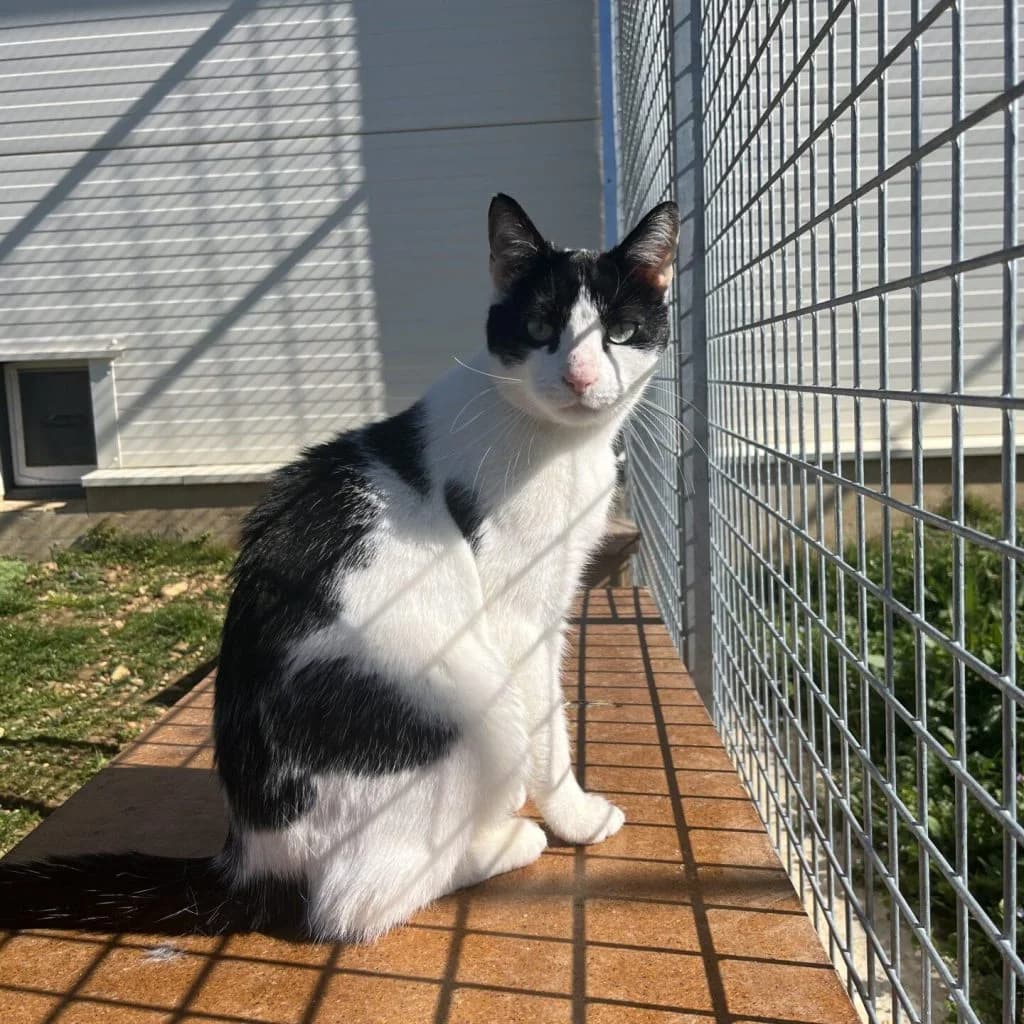 YOGI, male Mixed Breed for adoption at Refuge Saint Roch (Valence), Valence — photo 4 of 12