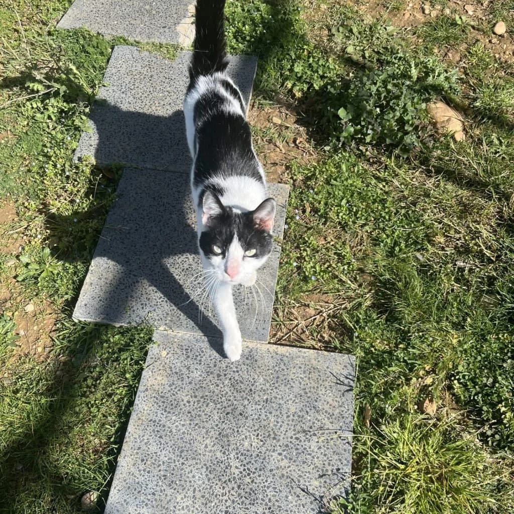 YOGI, male Mixed Breed for adoption at Refuge Saint Roch (Valence), Valence — photo 5 of 12
