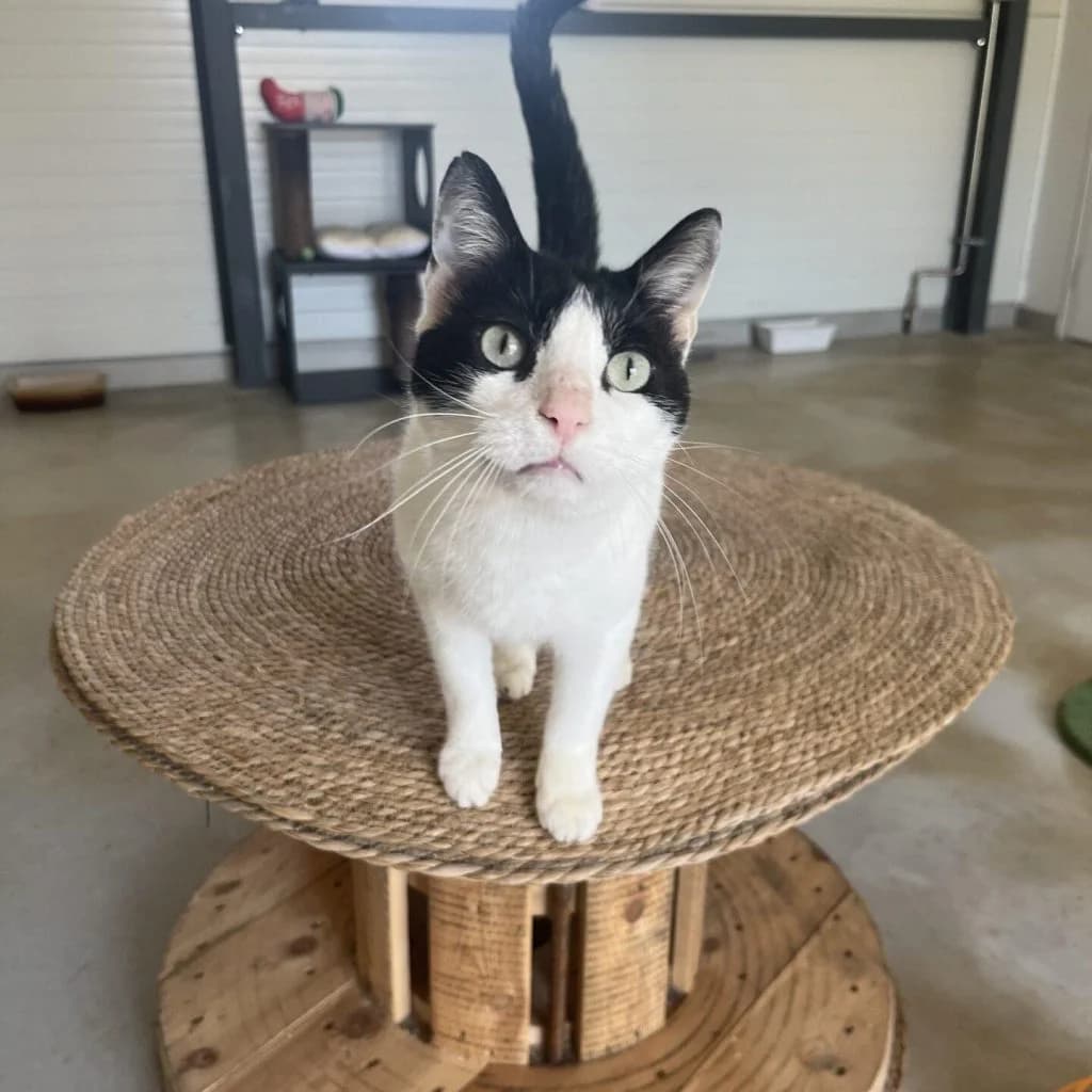 YOGI, male Mixed Breed for adoption at Refuge Saint Roch (Valence), Valence — photo 6 of 12