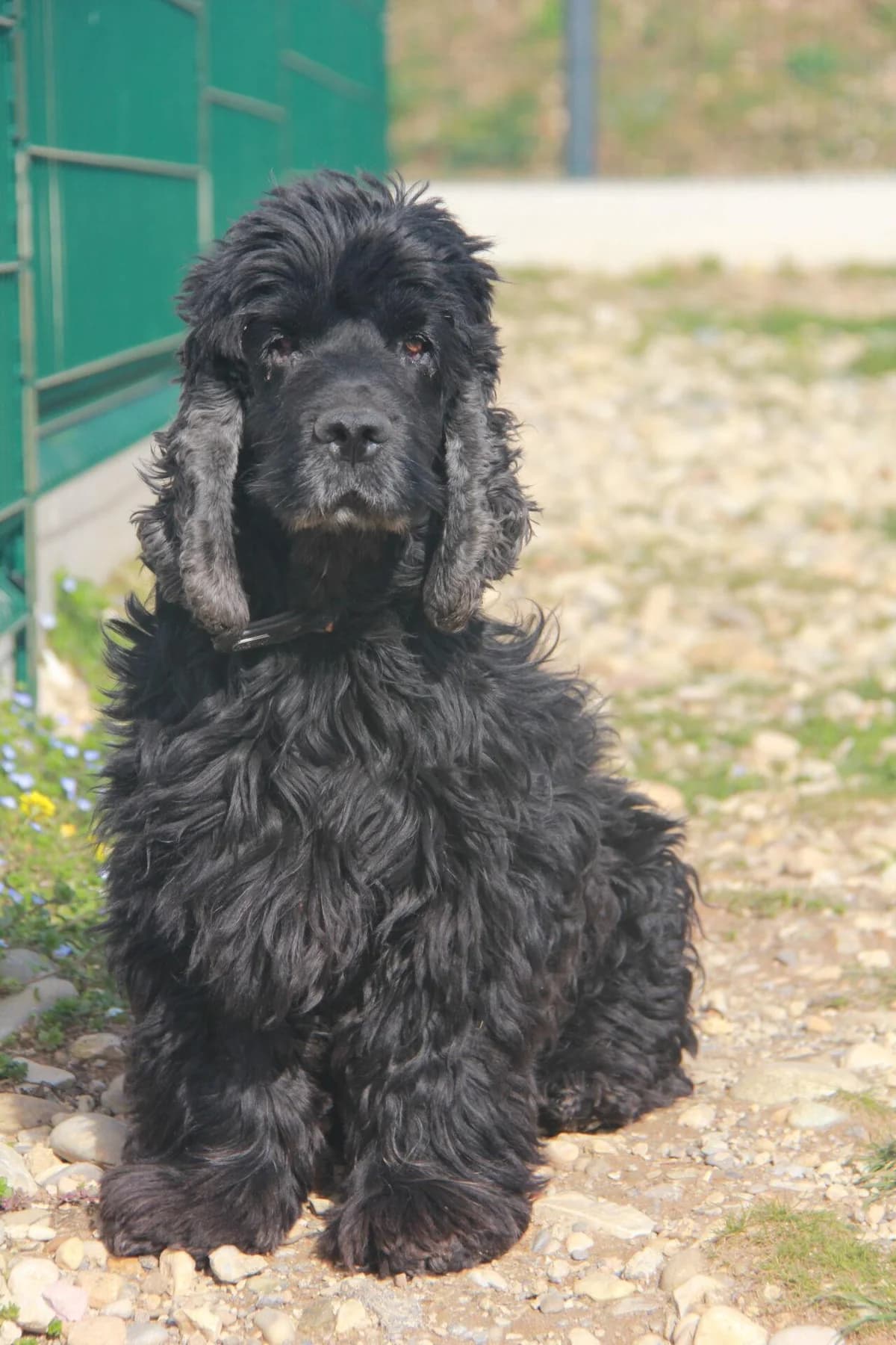 SAMY, male senior Cocker Spaniel for adoption at Refuge Saint Roch (Valence), Valence