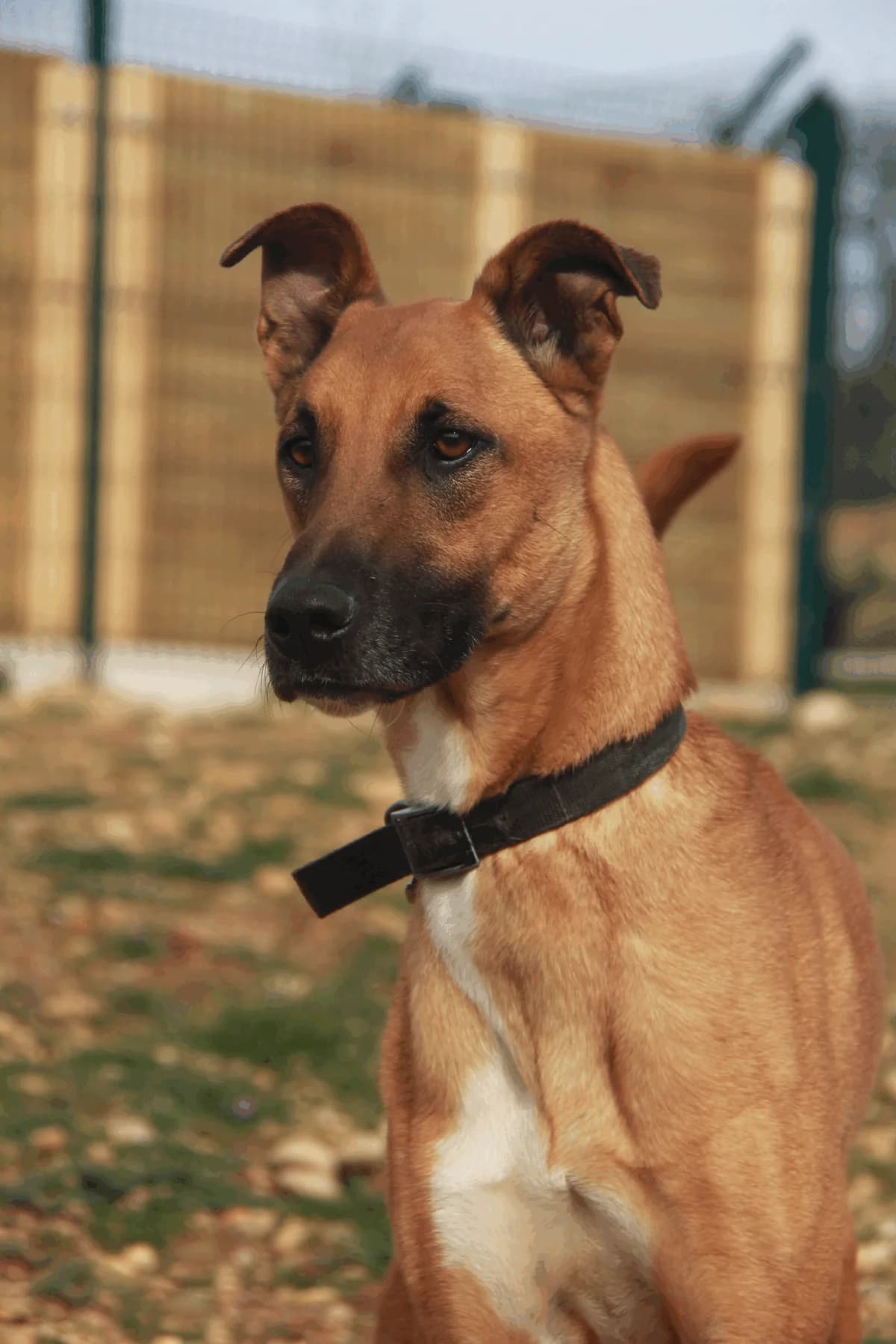 SAFRAN, male Belgian Malinois for adoption at Refuge Saint Roch (Valence), Valence
