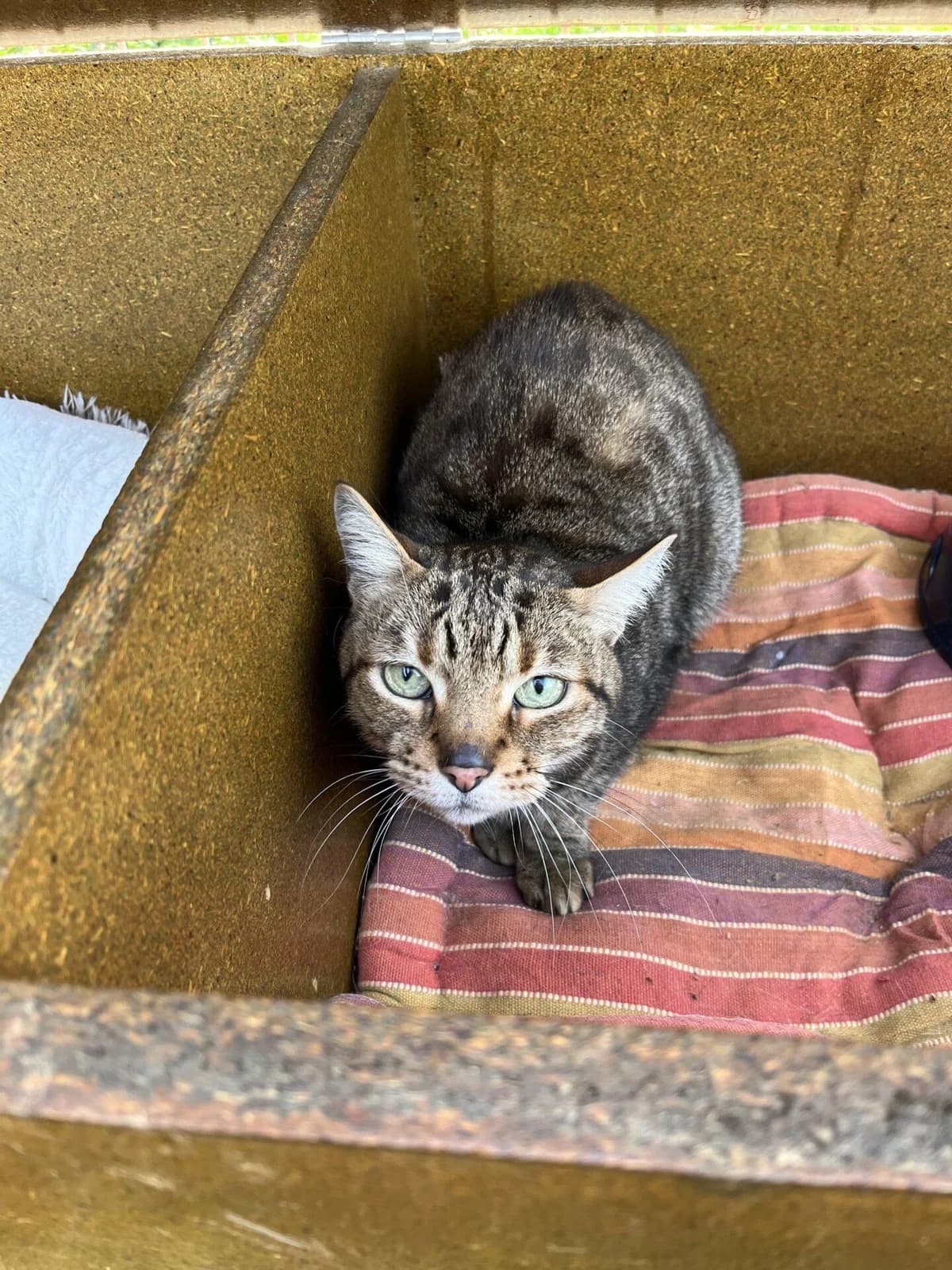 TOUTOUILLE, male Mixed Breed for adoption at Refuge Saint Roch (Valence), Valence