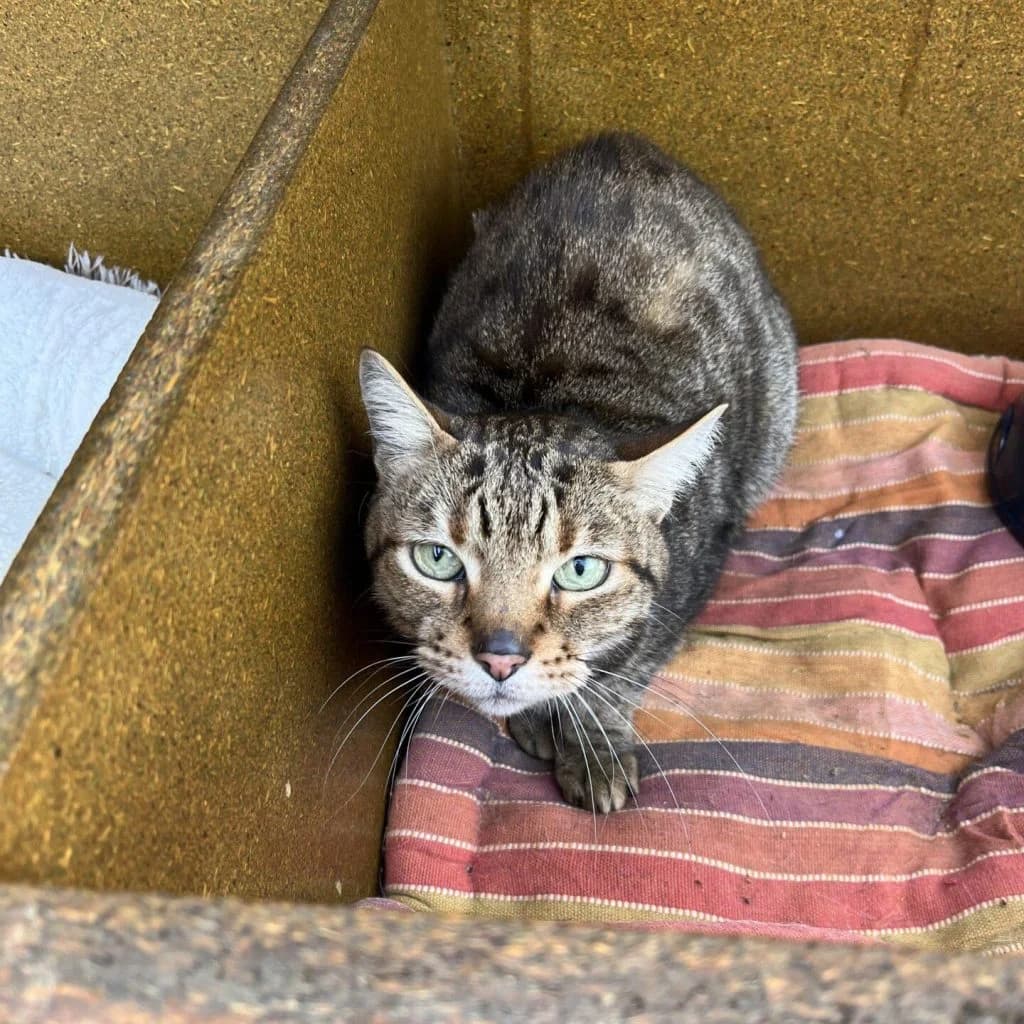 TOUTOUILLE, male Mixed Breed for adoption at Refuge Saint Roch (Valence), Valence — photo 2 of 9