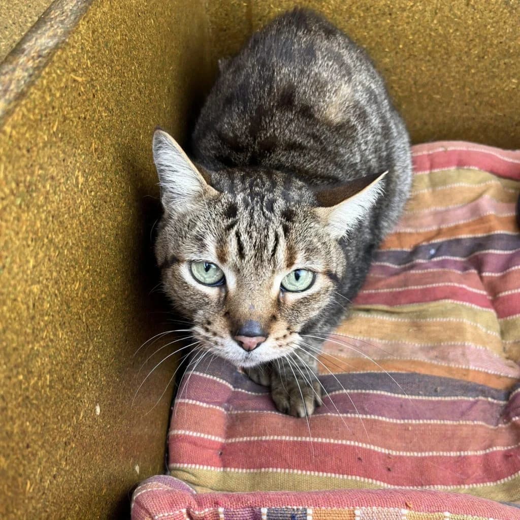 TOUTOUILLE, male Mixed Breed for adoption at Refuge Saint Roch (Valence), Valence — photo 3 of 9
