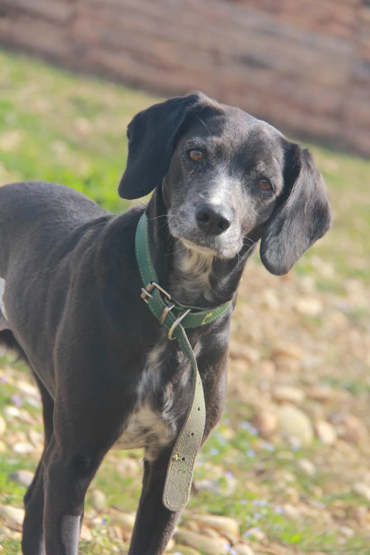 MITSY, female mixed breed for adoption at Refuge Saint Roch (Valence), Valence