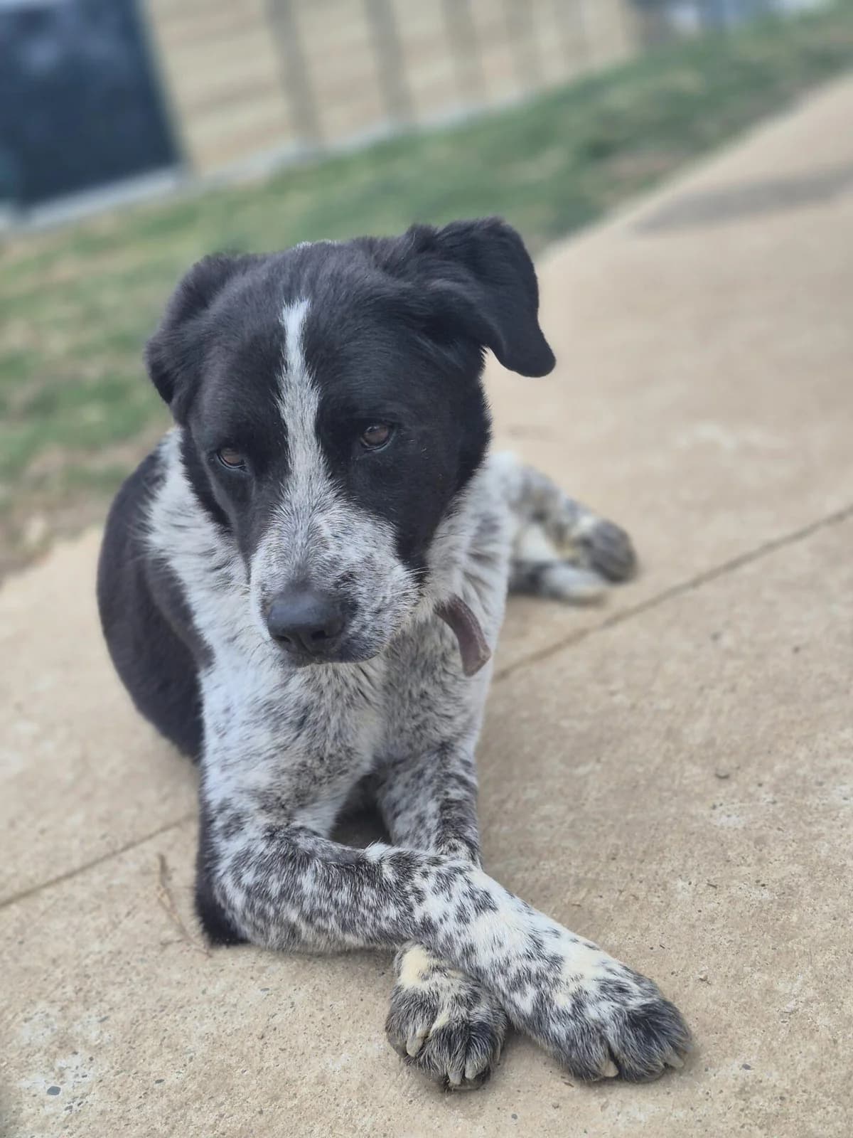 MAYA, female Border Collie for adoption at Refuge Saint Roch (Valence), Valence