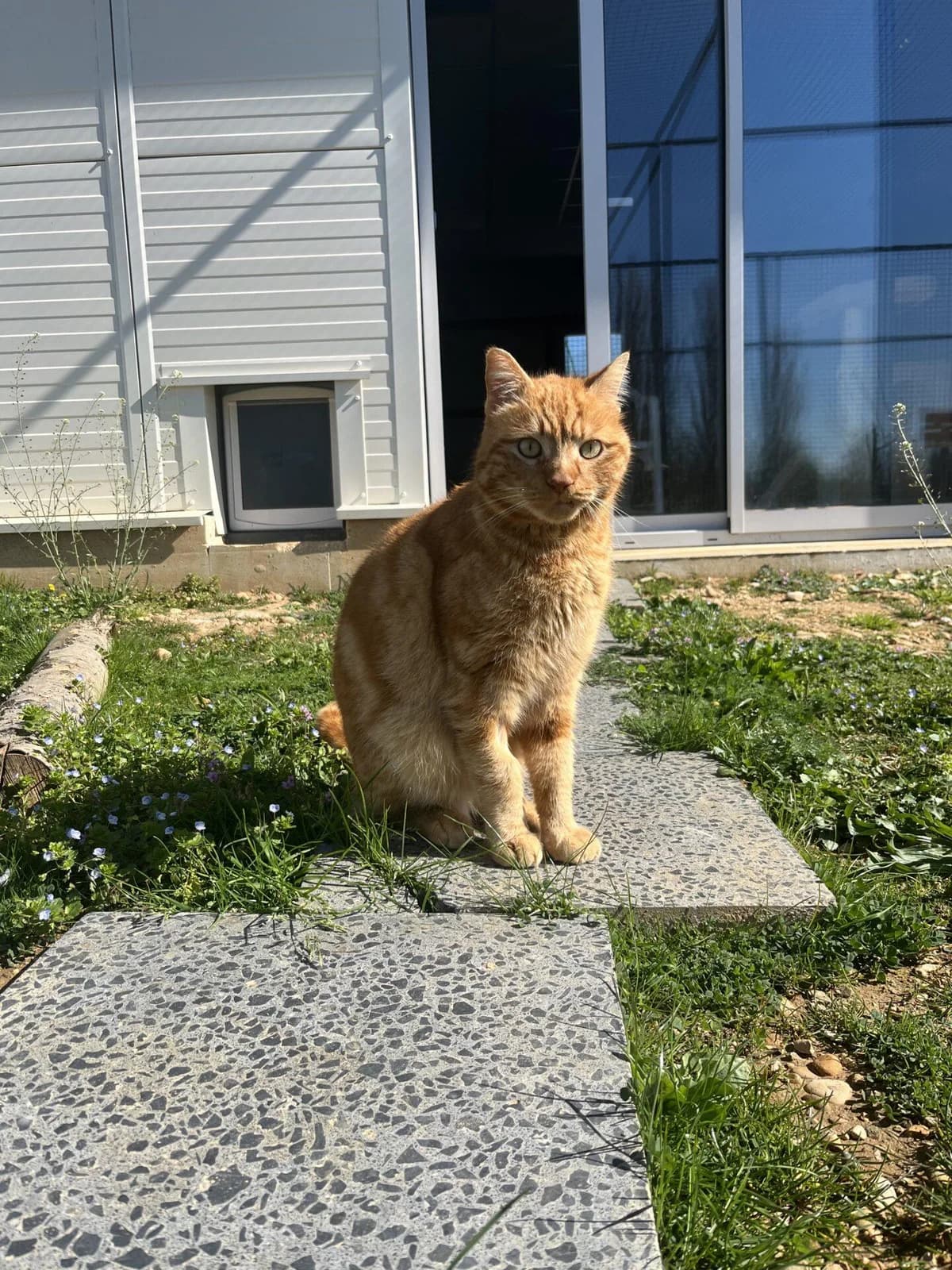 HONEY, male Mixed Breed for adoption at Refuge Saint Roch (Valence), Valence