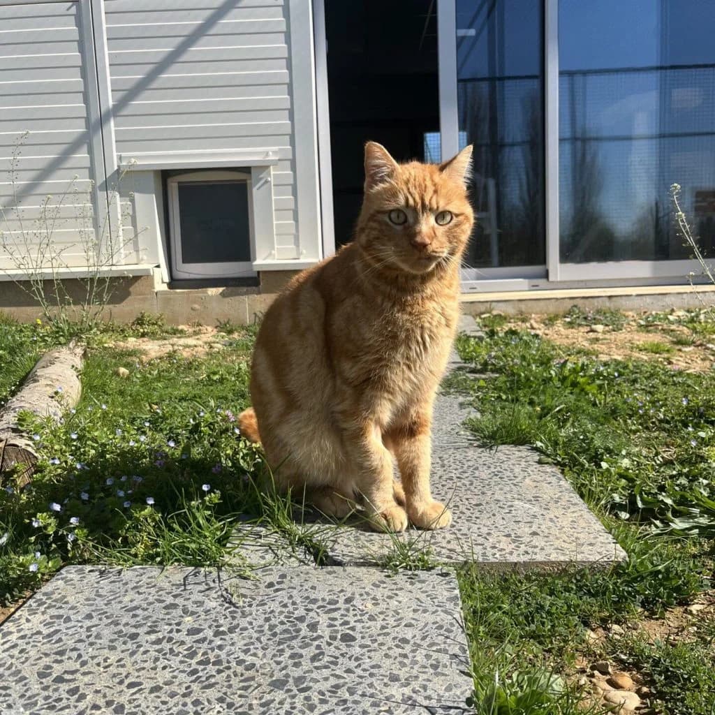 HONEY, male Mixed Breed for adoption at Refuge Saint Roch (Valence), Valence — photo 2 of 11