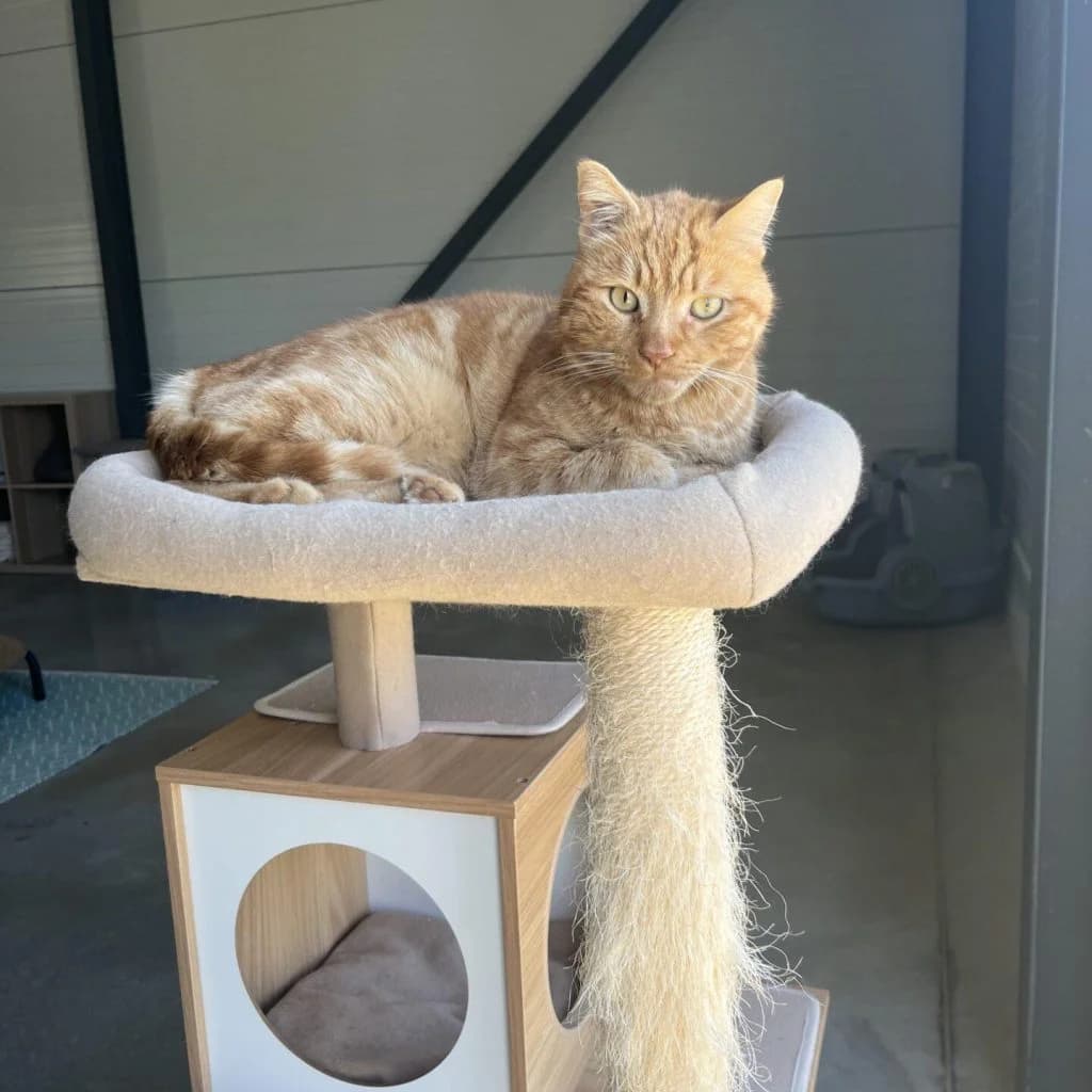 HONEY, male Mixed Breed for adoption at Refuge Saint Roch (Valence), Valence — photo 4 of 11