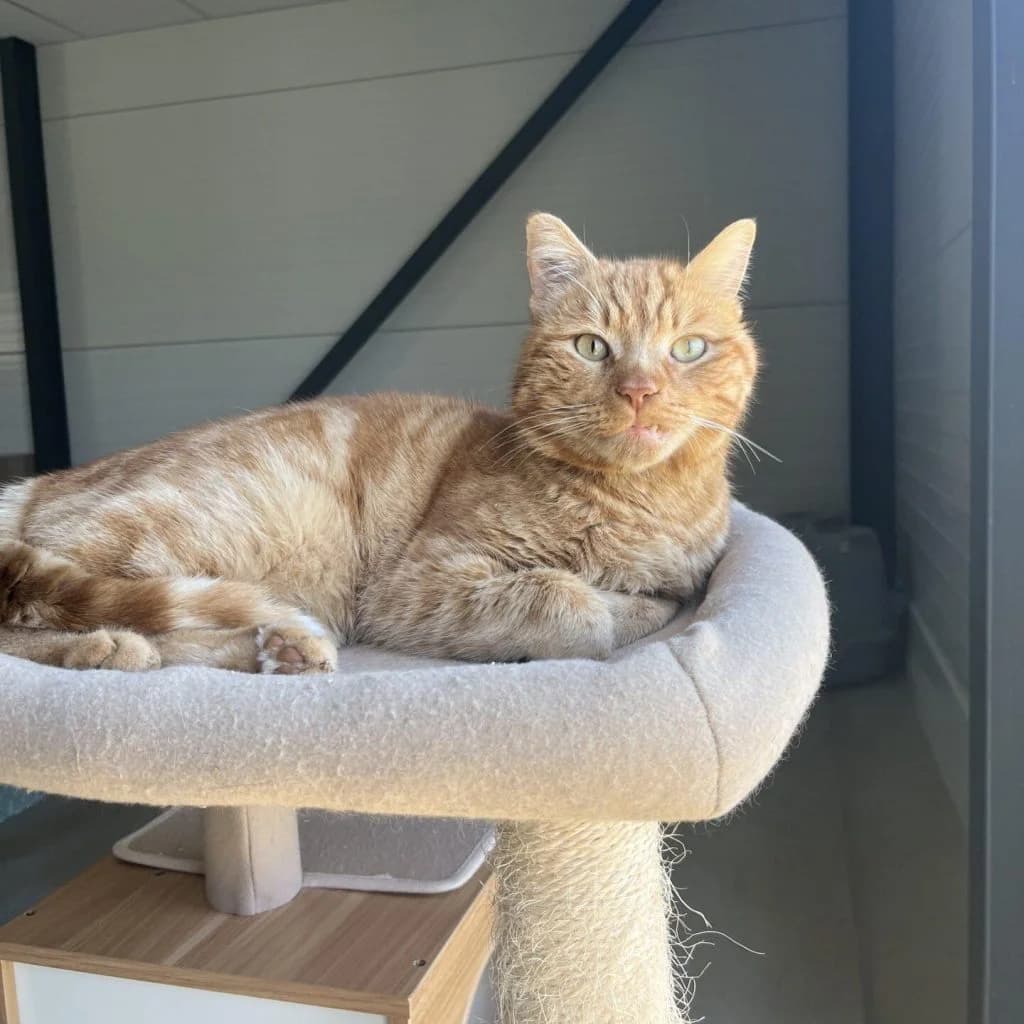 HONEY, male Mixed Breed for adoption at Refuge Saint Roch (Valence), Valence — photo 5 of 11