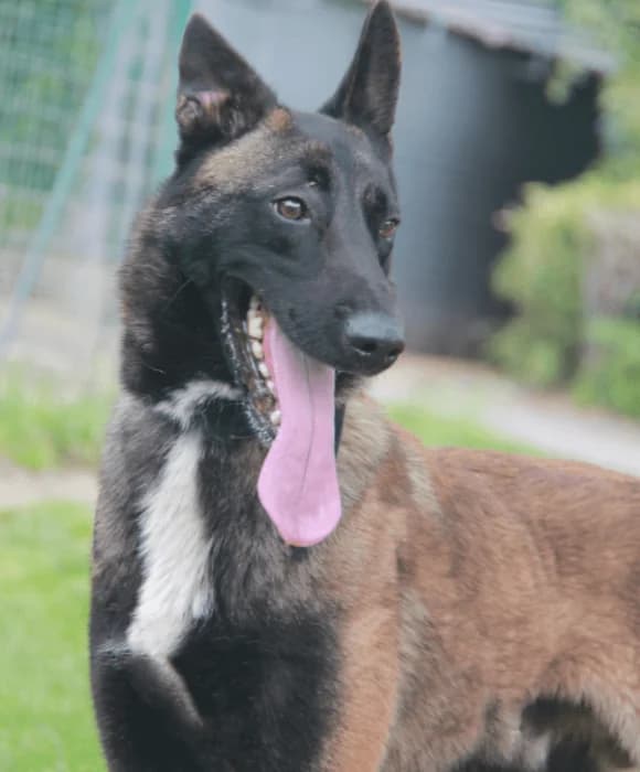 HONEY, male Mixed Breed for adoption at Refuge Saint Roch (Valence), Valence — photo 6 of 11