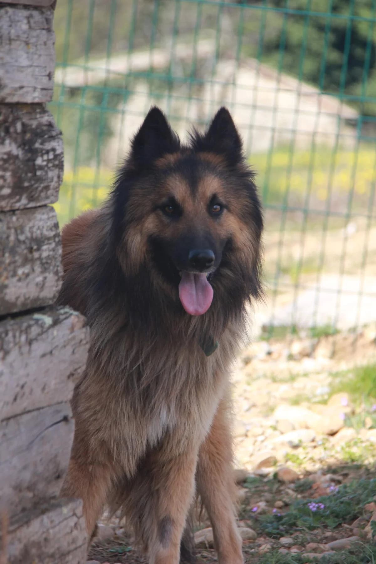 VAGABON, male Belgian Tervuren for adoption at Refuge Saint Roch (Valence), Valence