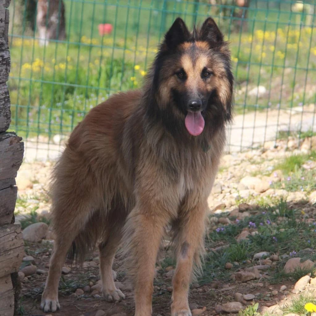 VAGABON, male Belgian Tervuren for adoption at Refuge Saint Roch (Valence), Valence — photo 2 of 11