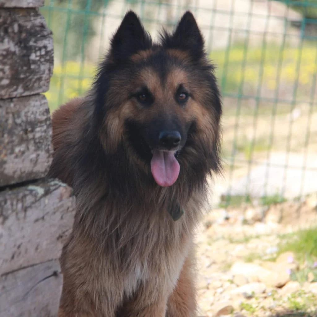 VAGABON, male Belgian Tervuren for adoption at Refuge Saint Roch (Valence), Valence — photo 3 of 11