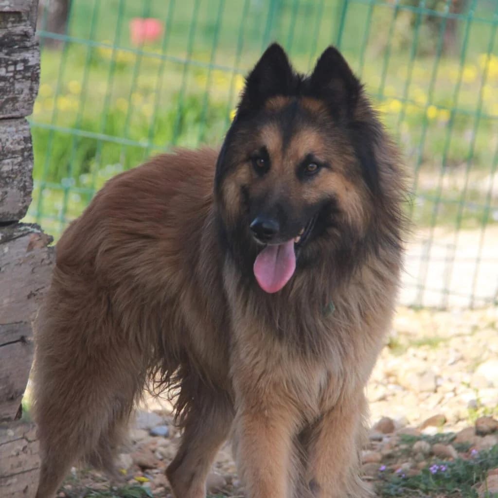 VAGABON, male Belgian Tervuren for adoption at Refuge Saint Roch (Valence), Valence — photo 4 of 11