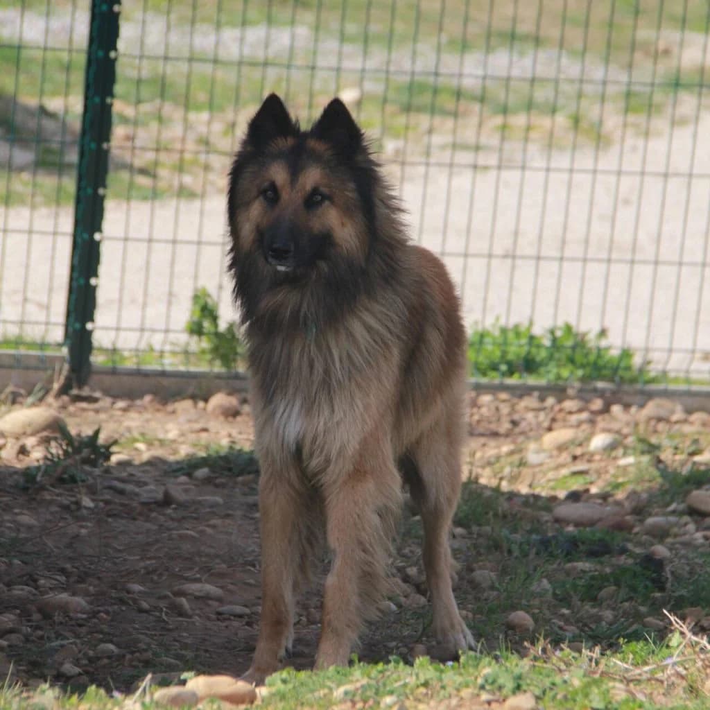 VAGABON, male Belgian Tervuren for adoption at Refuge Saint Roch (Valence), Valence — photo 5 of 11