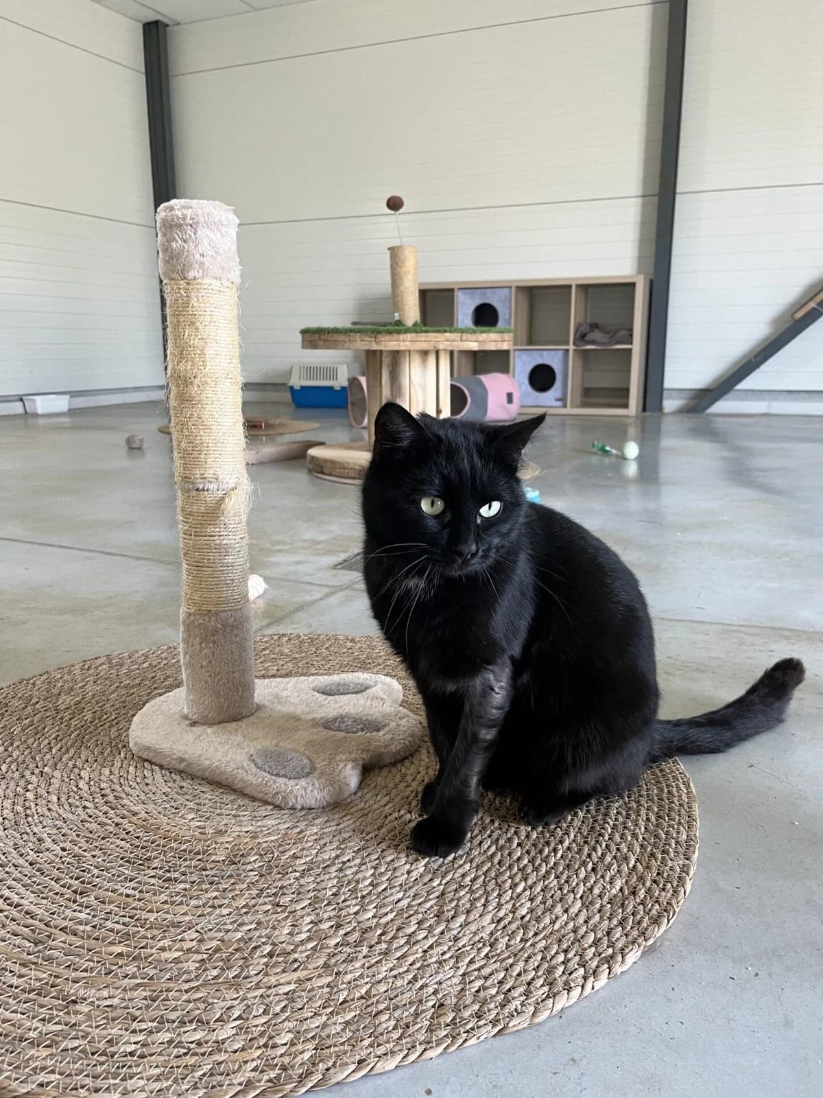 LASER, male Mixed Breed for adoption at Refuge Saint Roch (Valence), Valence