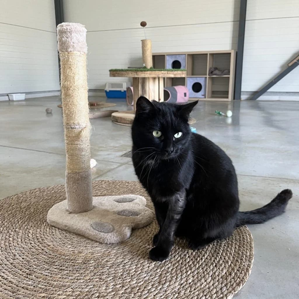 LASER, male Mixed Breed for adoption at Refuge Saint Roch (Valence), Valence — photo 2 of 11