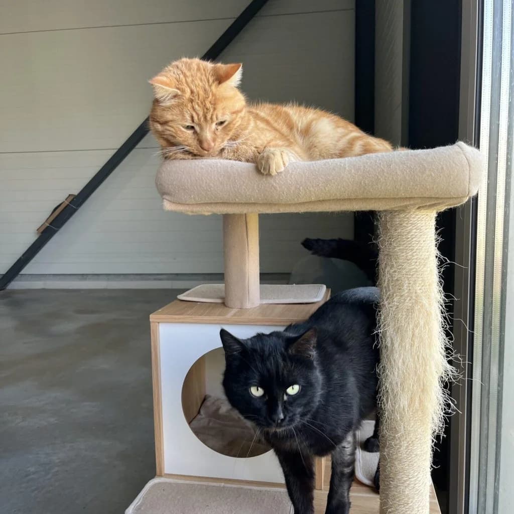 LASER, male Mixed Breed for adoption at Refuge Saint Roch (Valence), Valence — photo 3 of 11