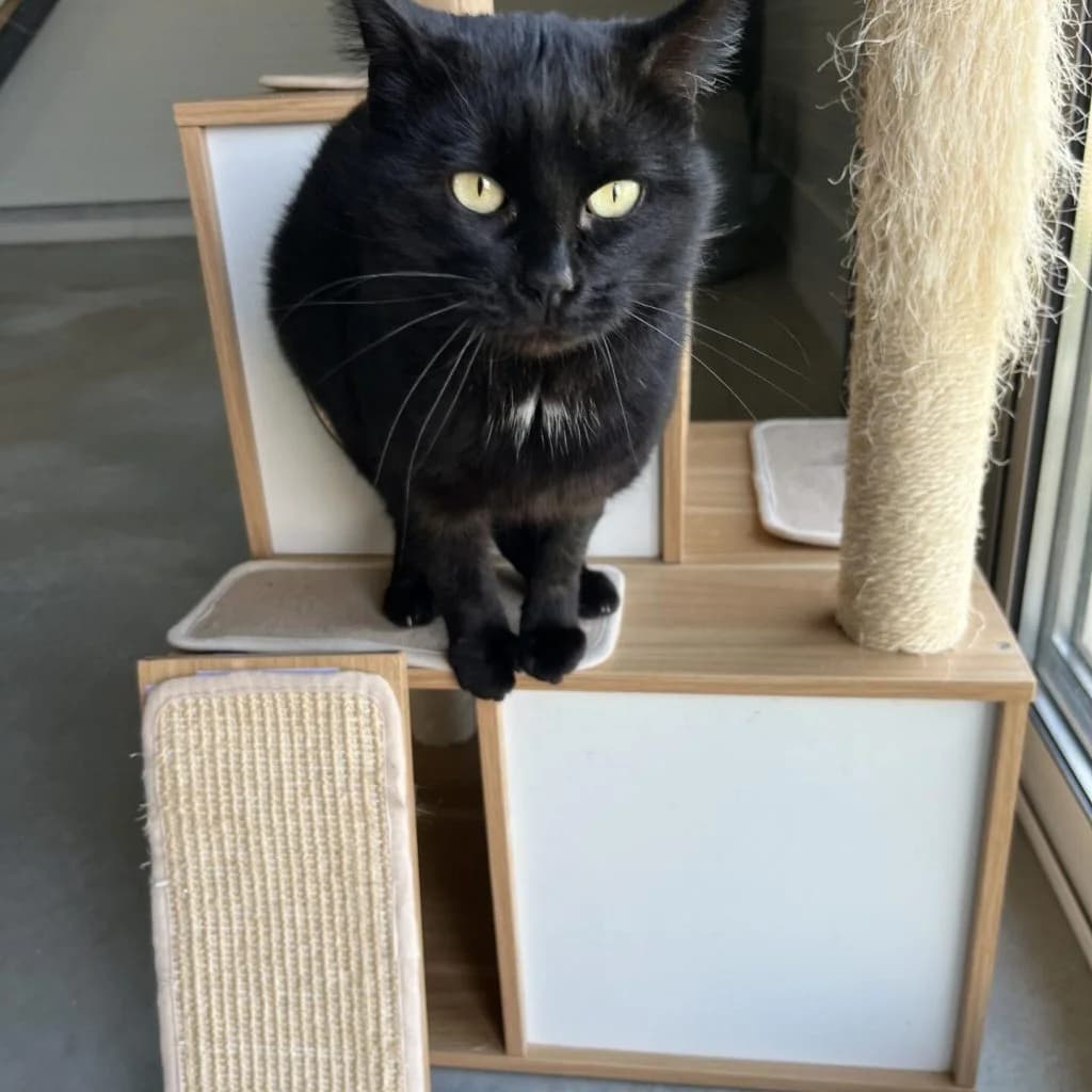 LASER, male Mixed Breed for adoption at Refuge Saint Roch (Valence), Valence — photo 4 of 11