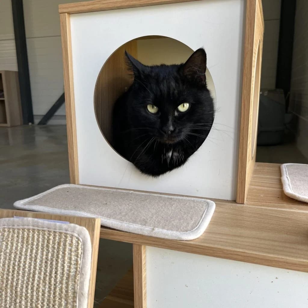 LASER, male Mixed Breed for adoption at Refuge Saint Roch (Valence), Valence — photo 5 of 11