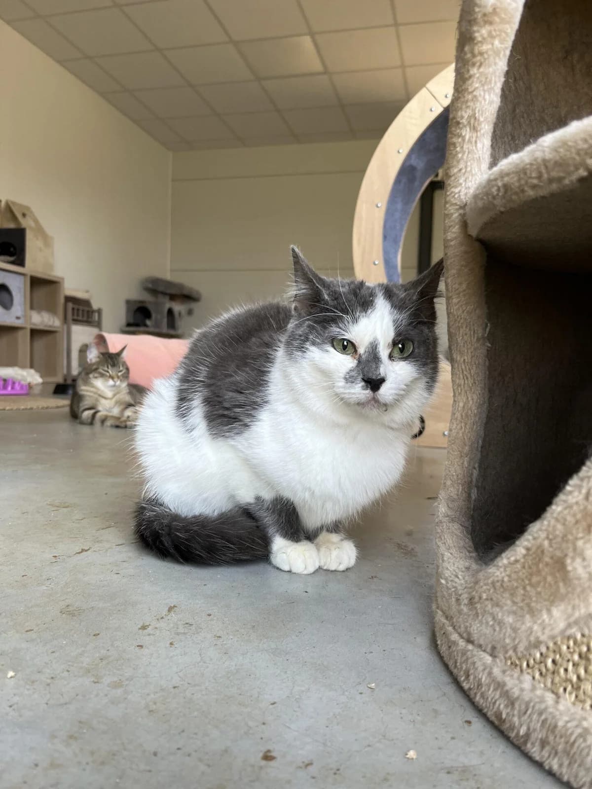 LULIA, female Mixed Breed for adoption at Refuge Saint Roch (Valence), Valence