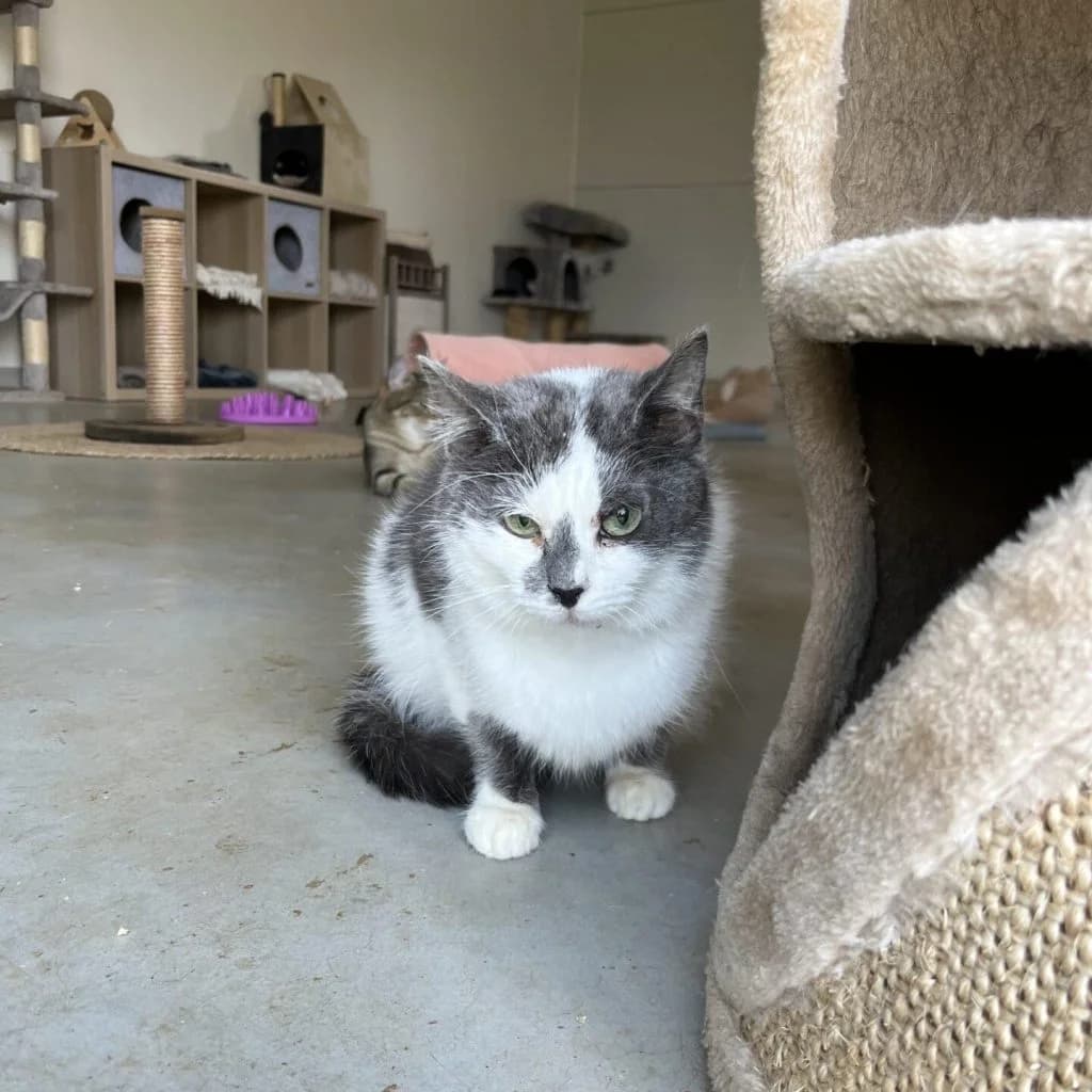 LULIA, female Mixed Breed for adoption at Refuge Saint Roch (Valence), Valence — photo 2 of 10