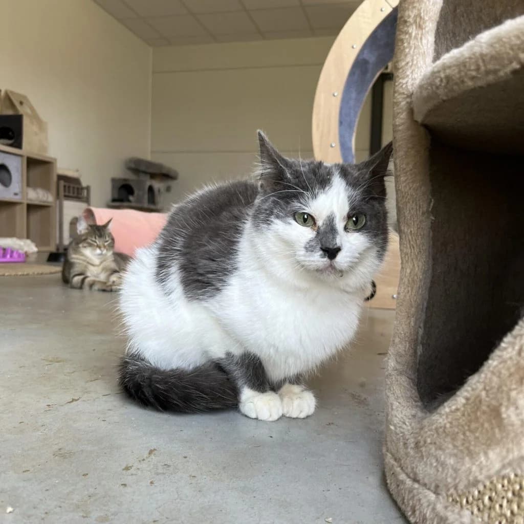 LULIA, female Mixed Breed for adoption at Refuge Saint Roch (Valence), Valence — photo 3 of 10