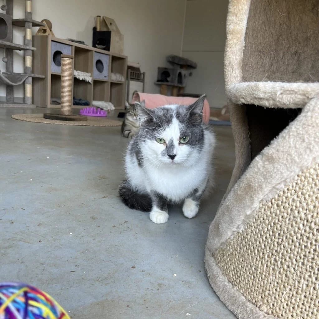 LULIA, female Mixed Breed for adoption at Refuge Saint Roch (Valence), Valence — photo 4 of 10