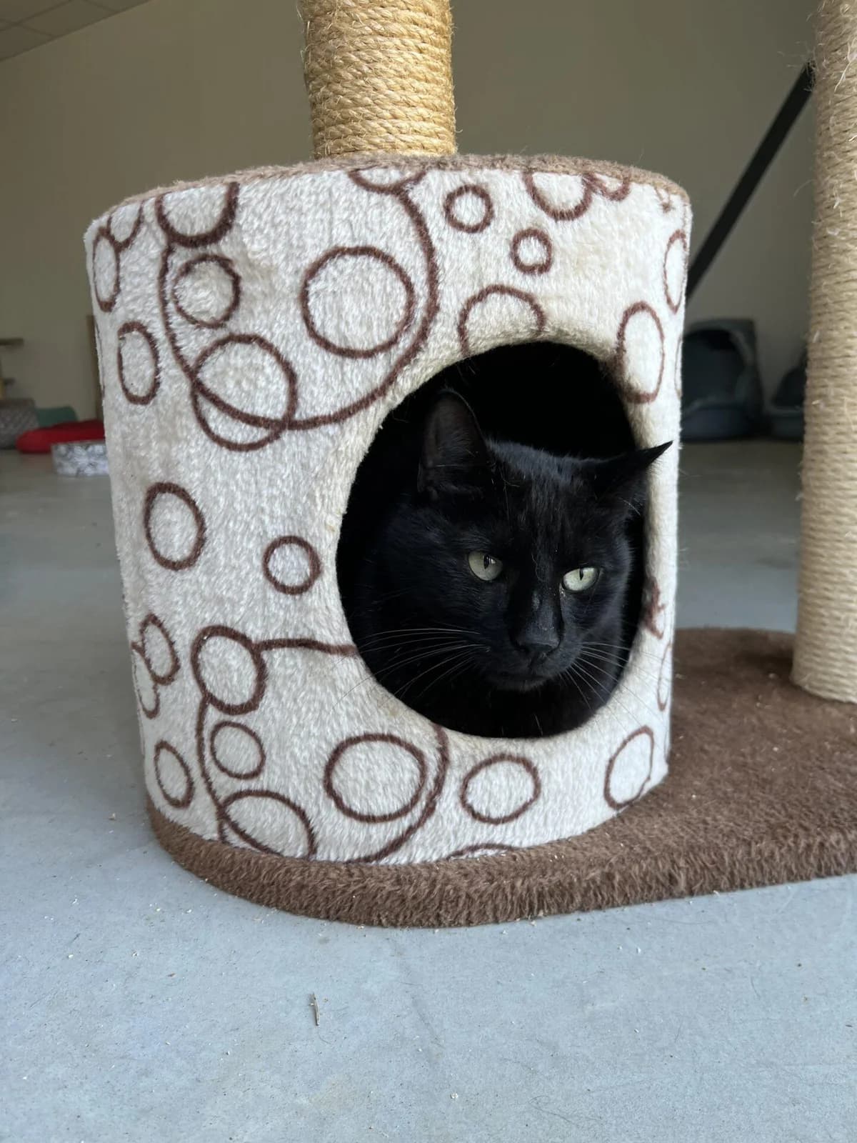 MISTIGRI, male Mixed Breed for adoption at Refuge Saint Roch (Valence), Valence