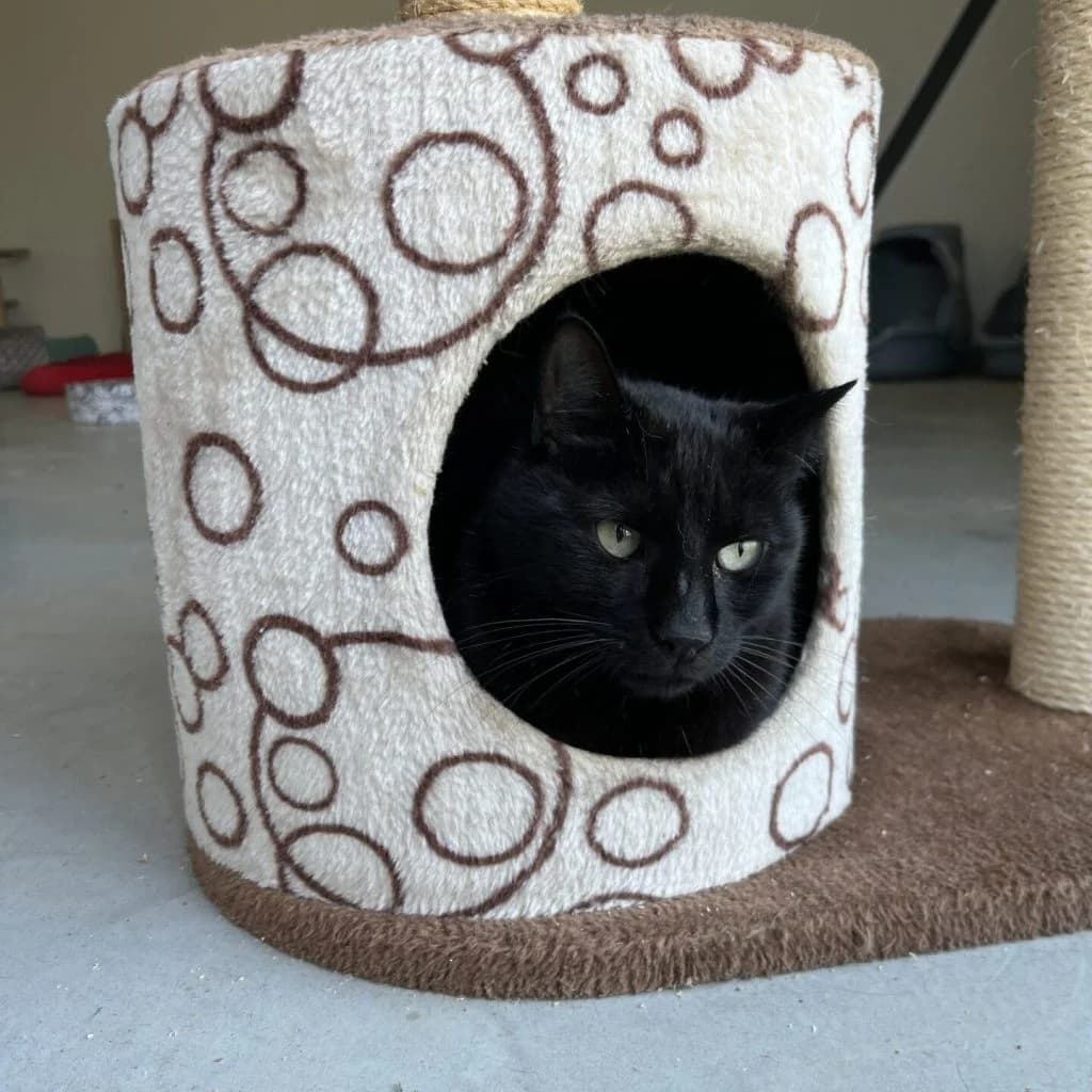 MISTIGRI, male Mixed Breed for adoption at Refuge Saint Roch (Valence), Valence — photo 2 of 10