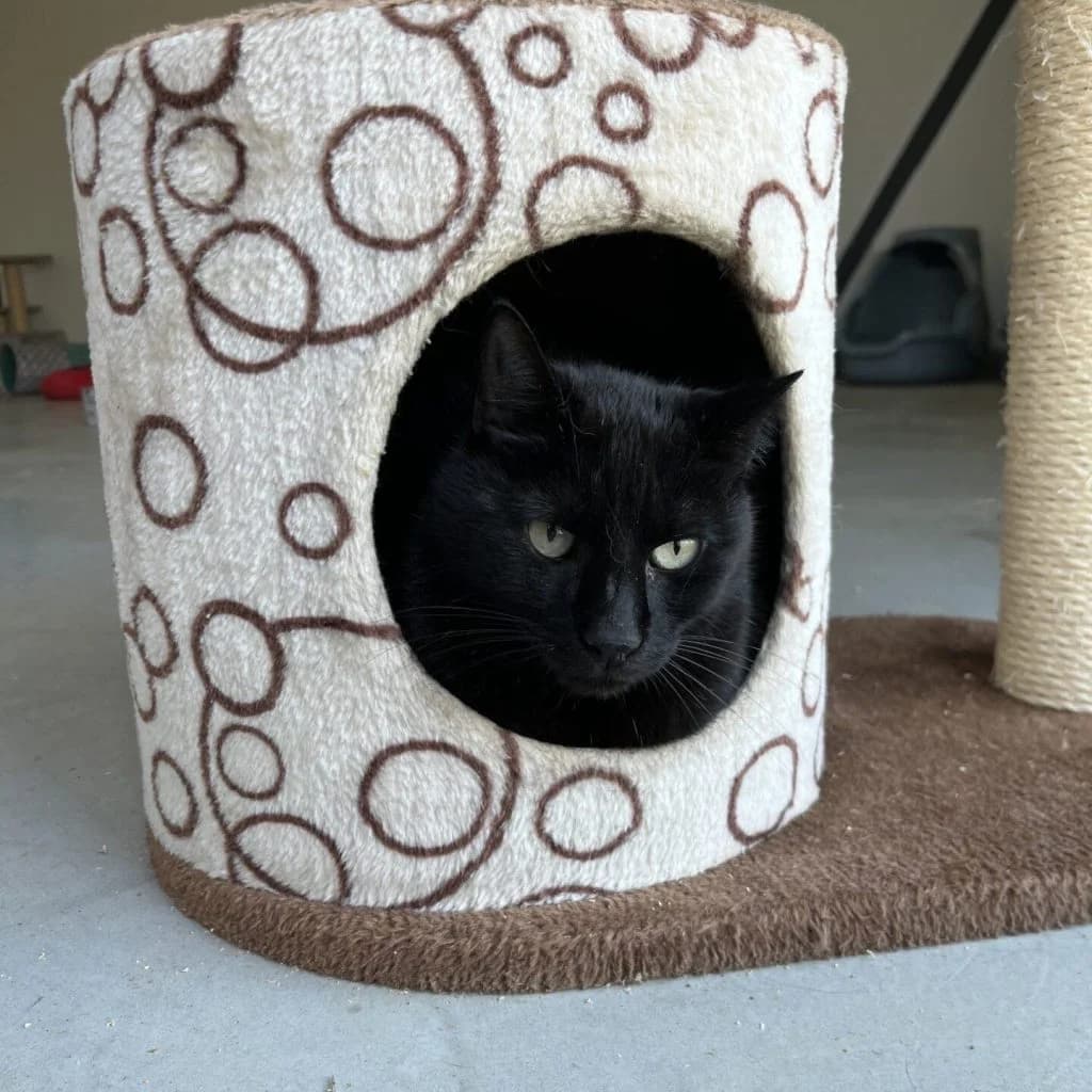 MISTIGRI, male Mixed Breed for adoption at Refuge Saint Roch (Valence), Valence — photo 3 of 10