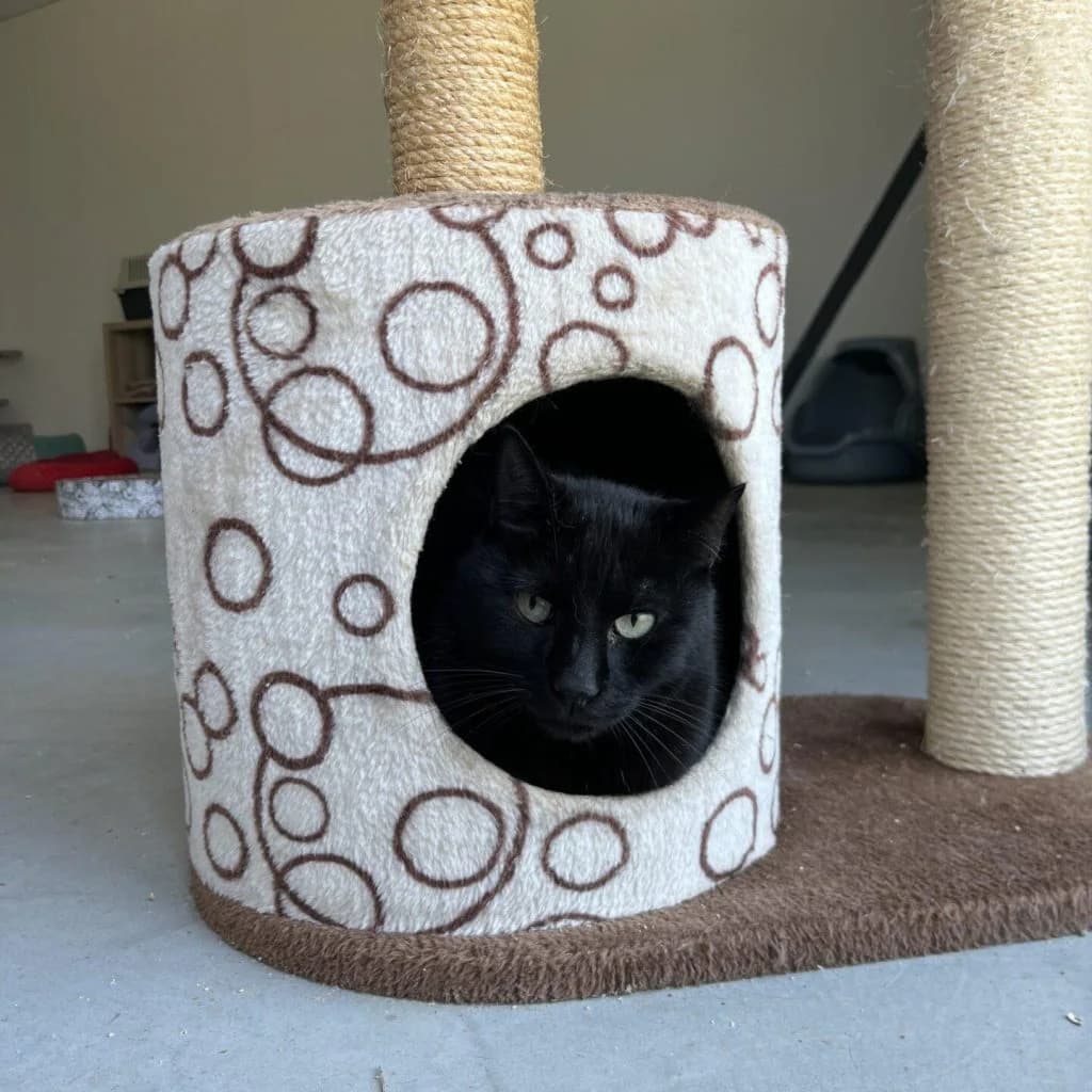 MISTIGRI, male Mixed Breed for adoption at Refuge Saint Roch (Valence), Valence — photo 4 of 10