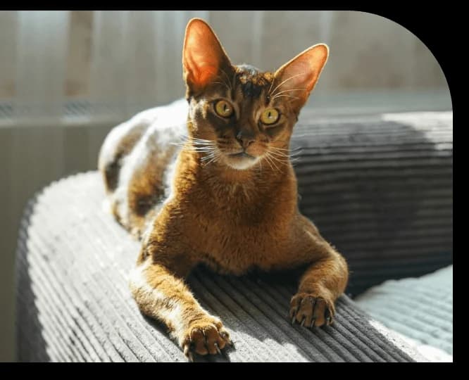 MISTIGRI, male Mixed Breed for adoption at Refuge Saint Roch (Valence), Valence — photo 8 of 10